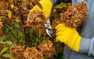 ​How to prune shrubs - Gardening for beginners