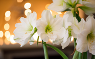 Grow Your Own Gifts With Indoor Bulbs