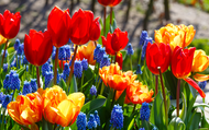 When is it too late to plant Tulips?