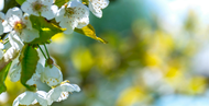 Gardening Jobs for March