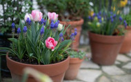NEW Bulbs for Autumn 2023