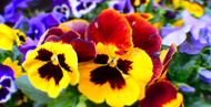 Gardening Jobs for November