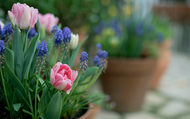 Create the Perfect Patio Garden Display
