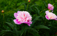 How to Plant: Peonies