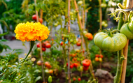 What Is Permaculture Gardening?