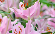 Pretty Pink Flowers to Inspire Your Garden