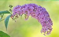 How to Plant Buddleja