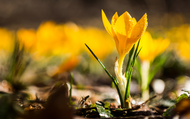 When to Plant Crocus