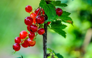 How to Plant Currants