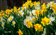 Gardening for Beginners - Expert Tips on How to Plant Daffodil Bulbs 