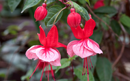 How to Plant Fuchsias