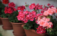 How to Plant Geraniums