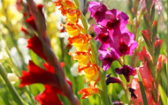 When to Plant Your Gladioli Bulbs