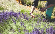 Gorgeous Purple Perennials