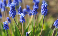 How to Plant Muscari