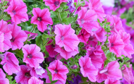 How to Plant Petunias