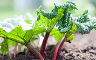 When to Plant Rhubarb