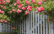 How to Plant Bare Root Roses