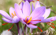 How to Plant Saffron Bulbs