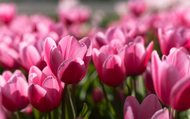 When to Plant Tulips