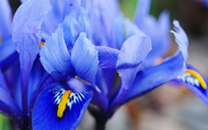 When to Plant Iris Bulbs