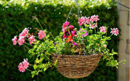 Plants for hanging baskets 