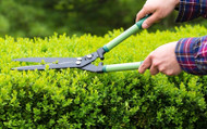 How to Prune Hedging Plants