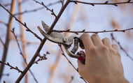 How to Prune Fruit Trees