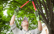 How to Prune Trees and Shrubs