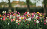 RHS AGM Winning Bulbs for Your Spring Displays