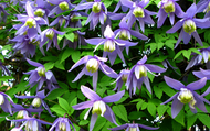 Shade Loving Climbers for Your Garden