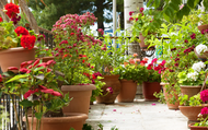 How to Create Privacy in Small Gardens