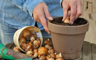 How to care for Spring Flowering Bulbs