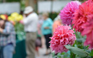 Top Trends Seen at RHS Chelsea 2024