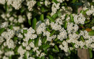 Top 10 Wildlife Shrubs 