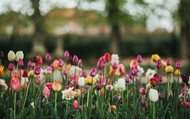 What to Plant With Tulips