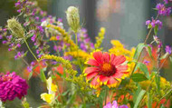 Hacks for Plant Feed