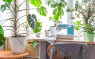 Hacks for curing dying houseplants