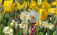 What to Plant with Daffodils