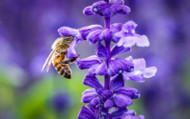 Why are Pollinators so Important?