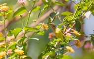 Creating a Wildlife-Friendly Garden