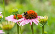 6 Ways to Create a Wildlife Garden