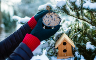 Create a Wonderful Winter Haven for Birds