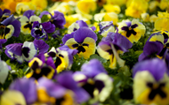 When to Plant Winter Pansies