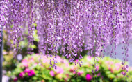 How to Prune Climbing Plants