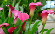 ​Our Favourite Zantedeschia