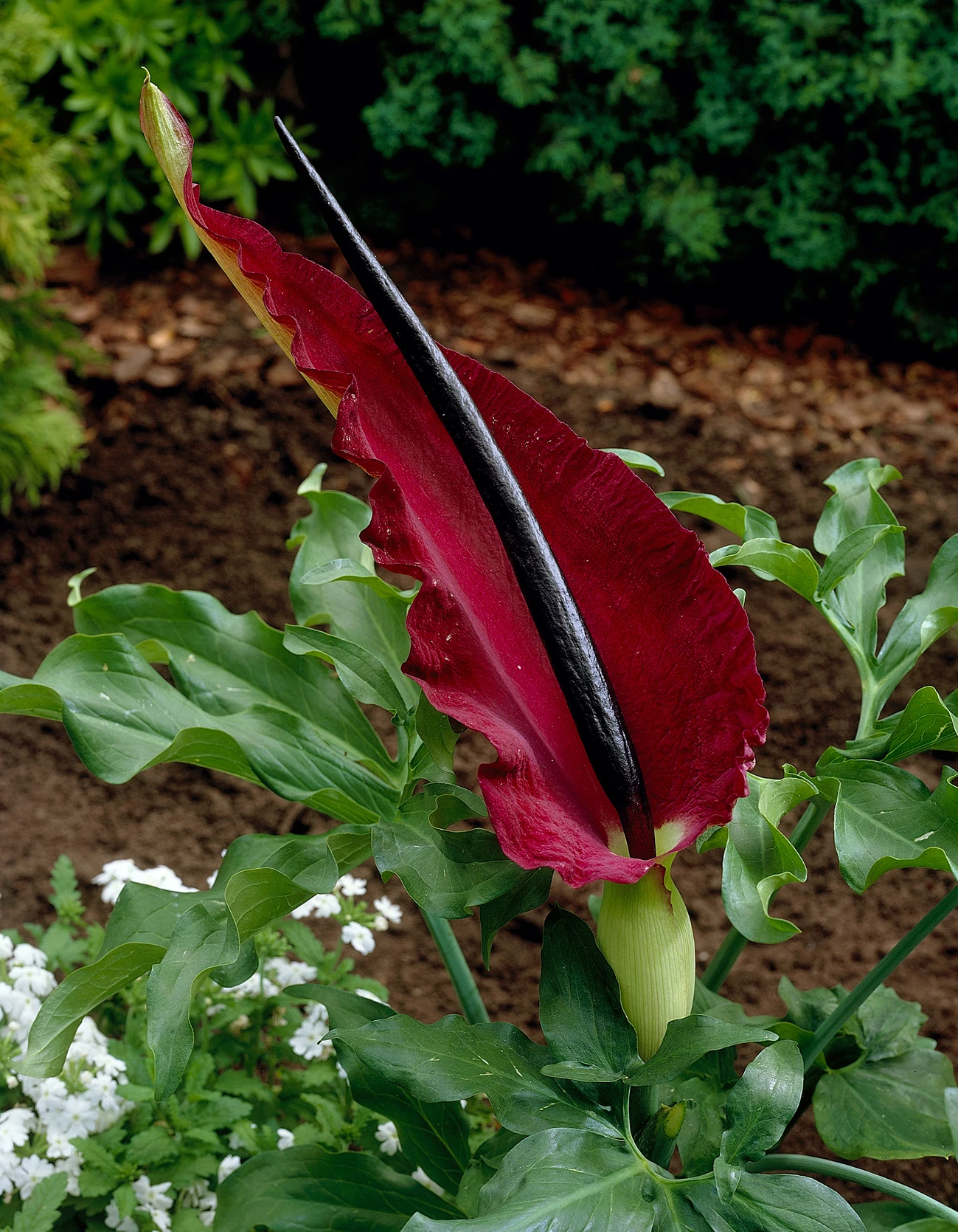 Dragon Ranunculus Dragon Arum (Dracunculus) | J Parker Dutch Bulbs