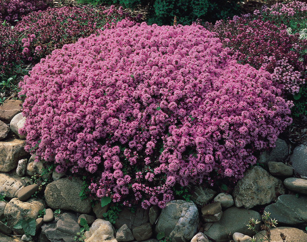 Buy Thymus Serpyllum Plants J Parker Dutch Bulbs