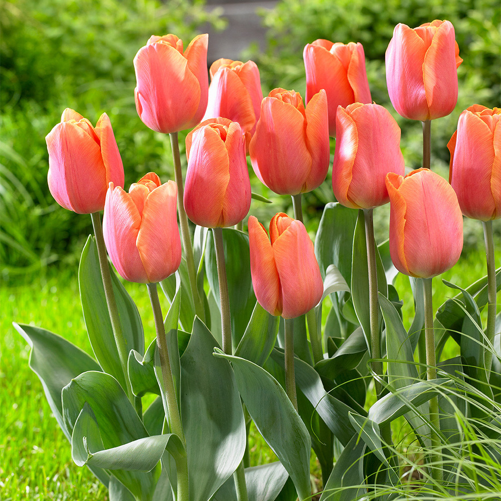 Buy Tulip Jimmy J Parkers Dutch Bulbs