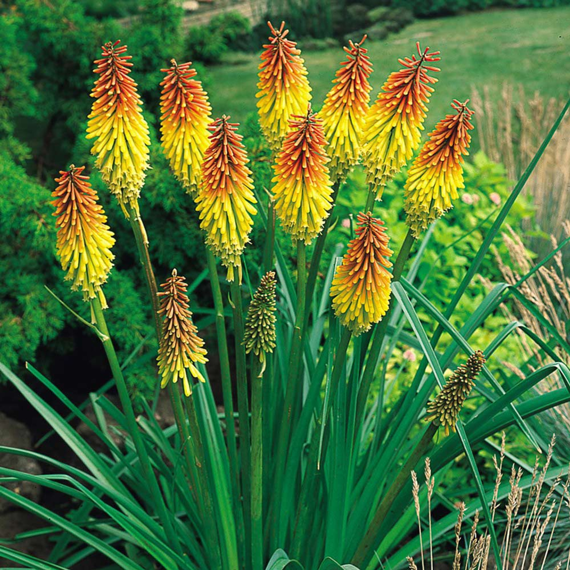 Kniphofia JParkers
